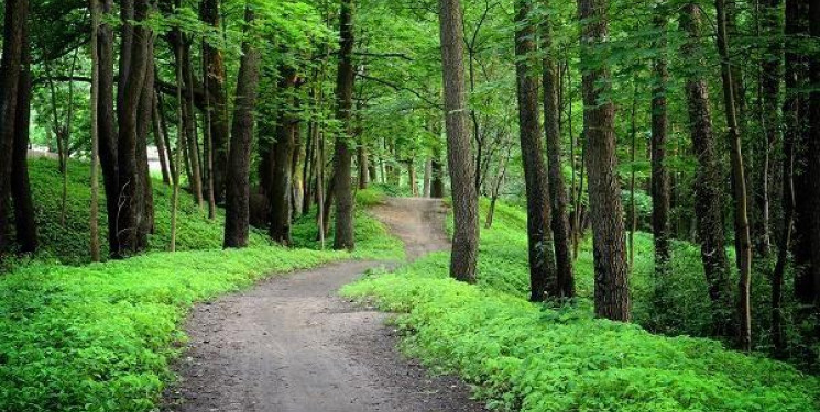 Meşələrin yanğın təhlükəsizliyi