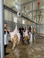 Beyləqanda müasir ət kəsim məntəqəsinin açılışı olub