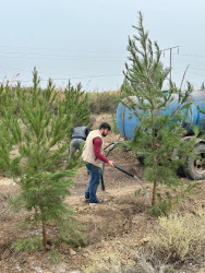 Beyləqan rayonunda növbəti dəfə genişmiqyaslı ağacəkmə aksiyası keçirilmişdir.