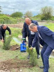 Beyləqan rayonunda növbəti ağacəkmə aksiyası keçirilib