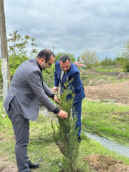 Beyləqan rayonunda növbəti ağacəkmə aksiyası keçirilib