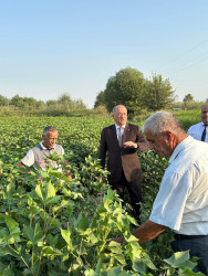 Beyləqan Rayon İcra Hakimiyyəti başçısı Əziz Əzizov pambıq yığımı ərəfəsində sahəyə baxış keçirdi.