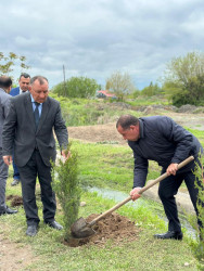 Beyləqan rayonunda növbəti ağacəkmə aksiyası keçirilib