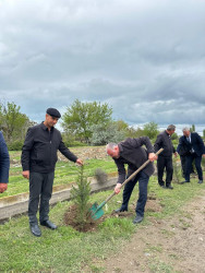 Beyləqan rayonunda növbəti ağacəkmə aksiyası keçirilib