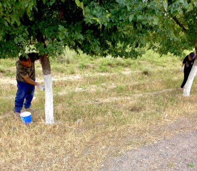 Rayon ərazisində iməcilik işləri davam etdirilir