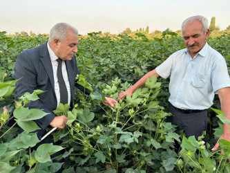 Beyləqan Rayon İcra Hakimiyyəti başçısı Əziz Əzizov pambıq yığımı ərəfəsində sahəyə baxış keçirdi.