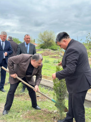 Beyləqan rayonunda növbəti ağacəkmə aksiyası keçirilib